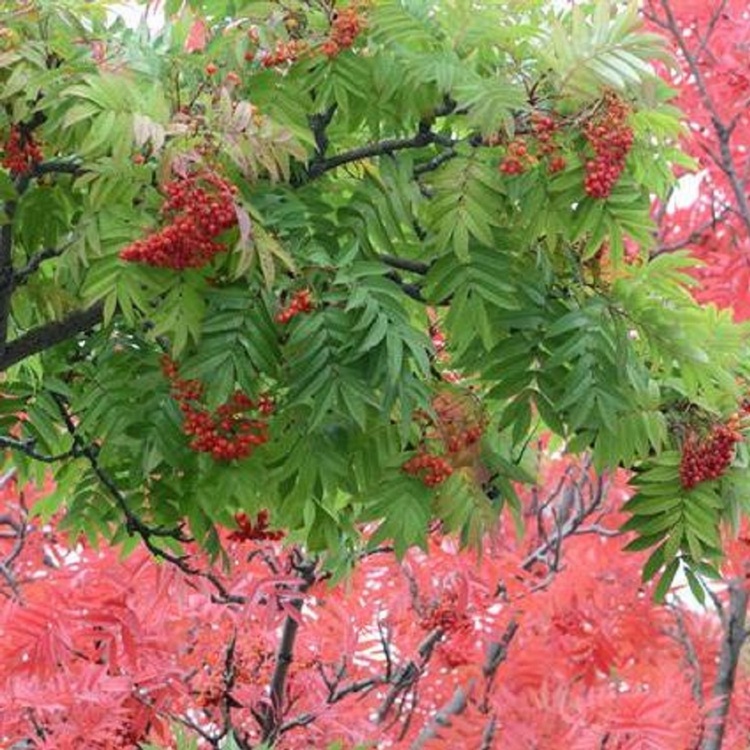 Šermukšnis japoninis (Sorbus commixta) 'CARMENCITA'